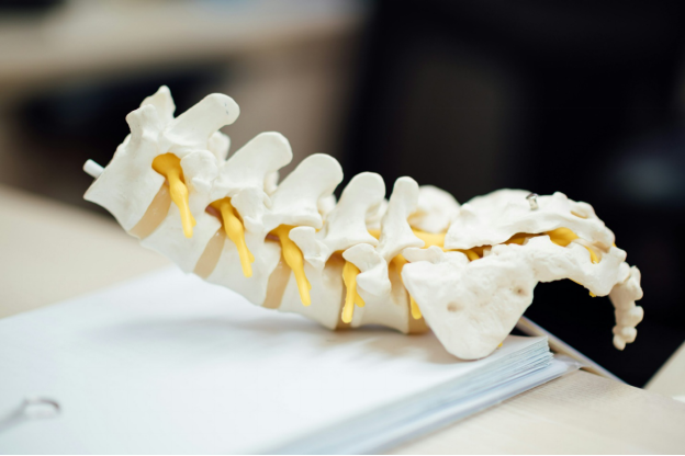 Model of a section of the spine